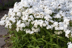 Phlox paniculata 'Opening Act White' 